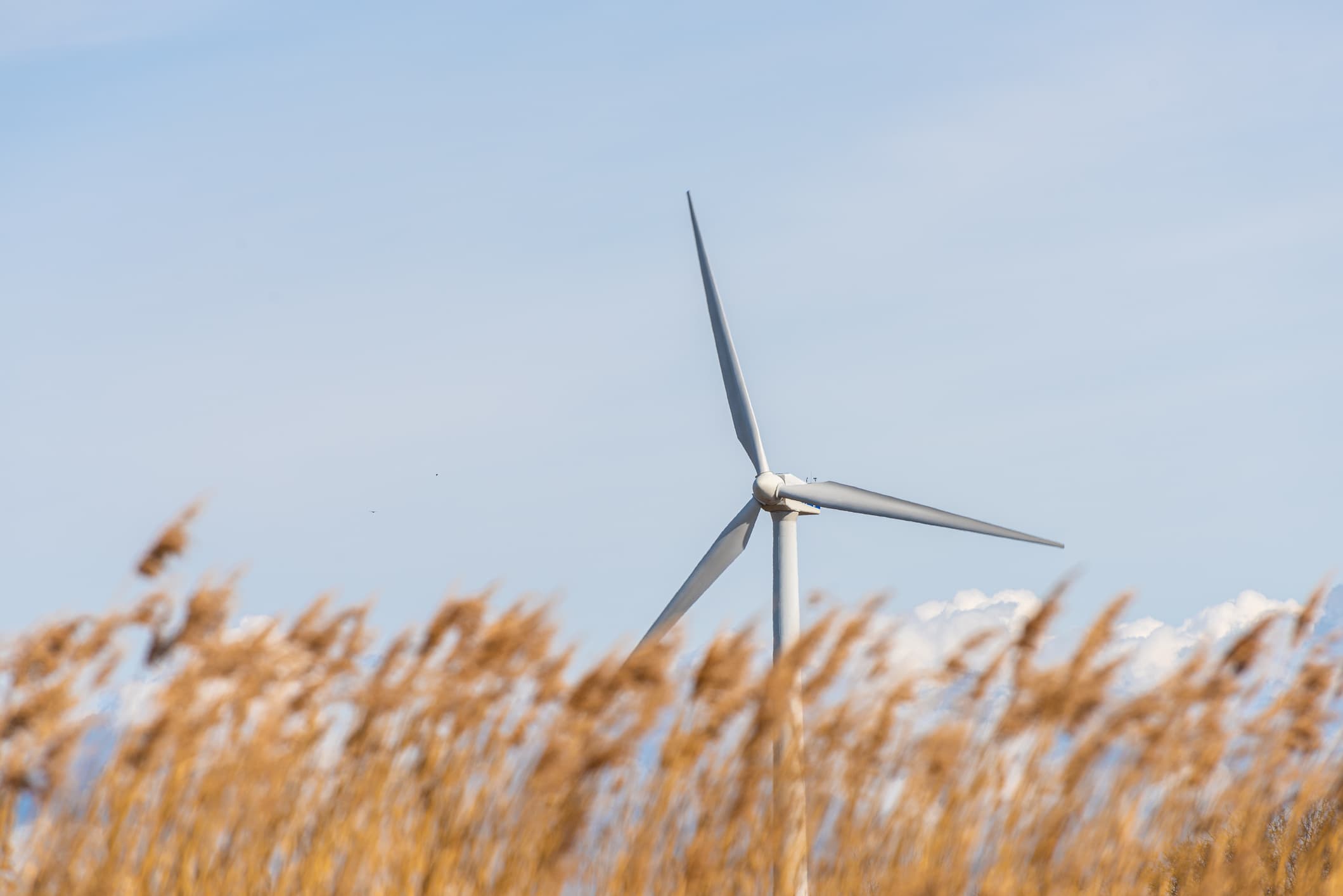 Windmill on a field